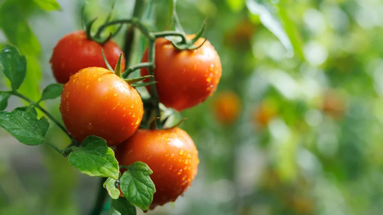 10 Beautiful Flowers You’ll Wish You Planted Near Your Tomatoes Sooner