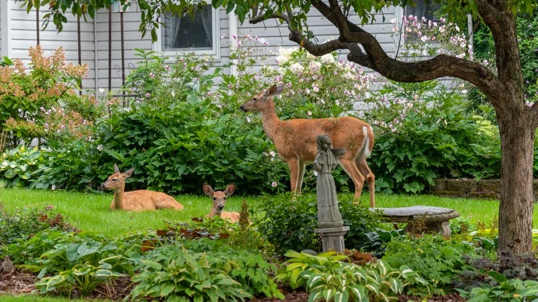 10 Beautiful Ground Cover Plants That Deer Won’t Touch In Your Yard