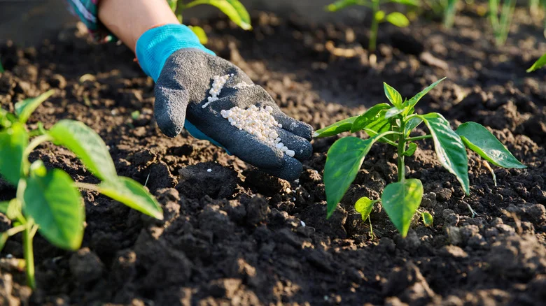 10 Best Flowers To Plant To Help Mask That Gross Fertilizer Smell