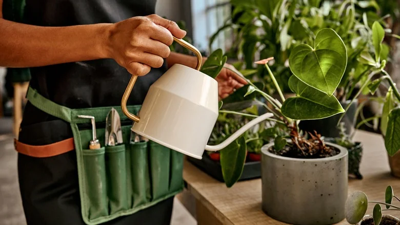 10 Clever Gardening Hacks For Homes Without A Backyard