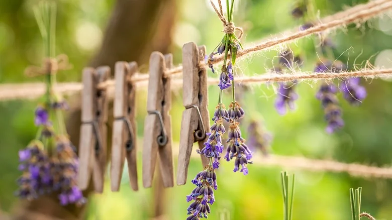 10 Common Laundry Items You Should Be Reusing In The Garden