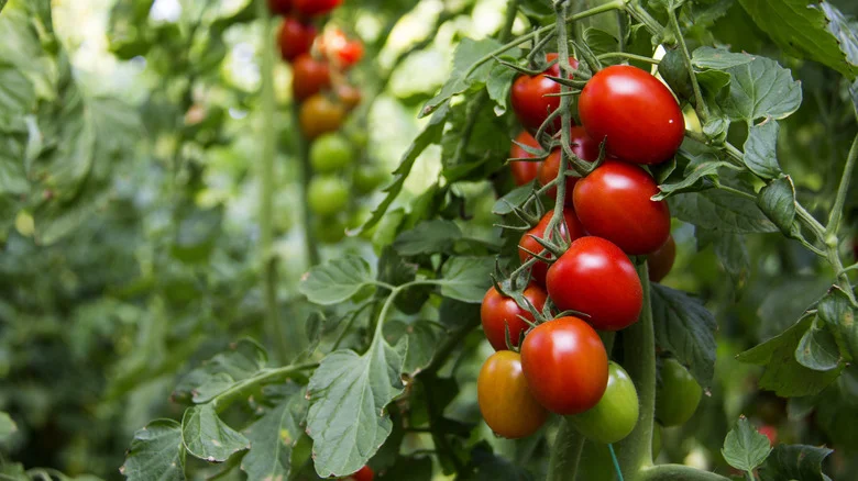 10 Common Pests That’ll Attack Your Tomatoes In The Garden