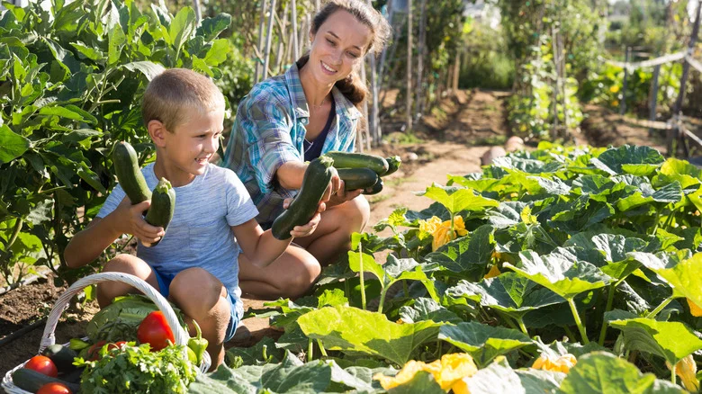 10 Companion Plants You Should Grow Next To Zucchini In Your Garden