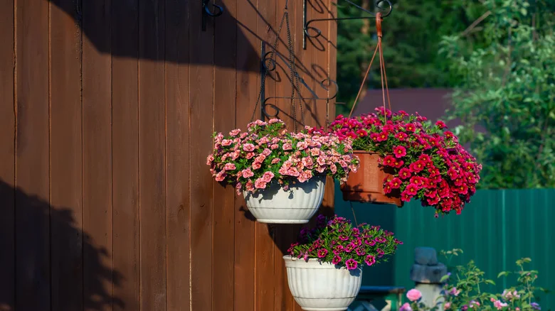 10 Drought-Resistant Flowers Perfect For Hanging Baskets