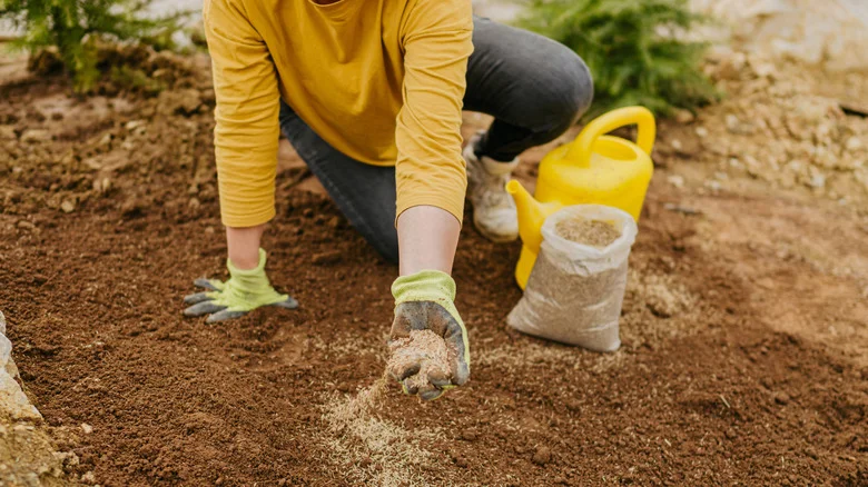 10 Easy Fruits And Vegetables To Grow From Seed In Your Own Backyard
