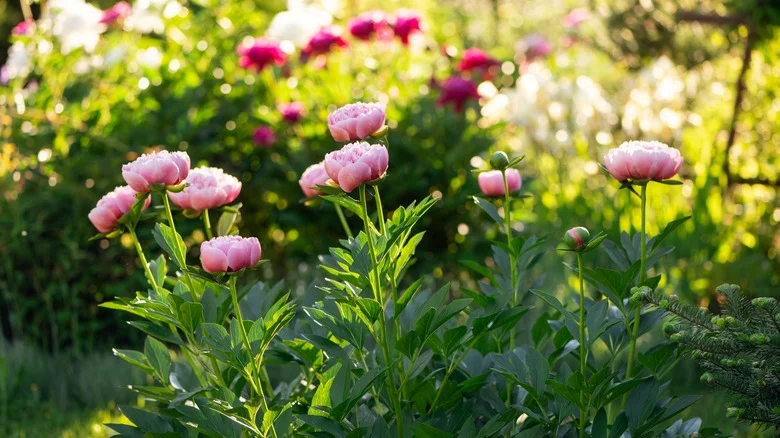 10 Flowering Trees To Plant Peonies Under For A Gorgeous Garden Look, According To Our Master Gardener
