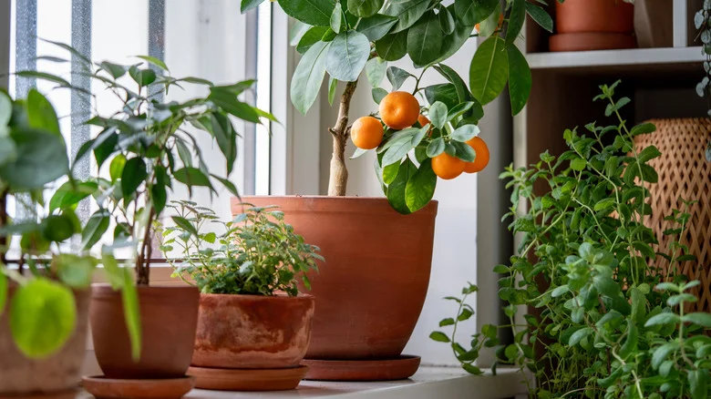 10 Fruit Trees You Shouldn’t Grow Indoors