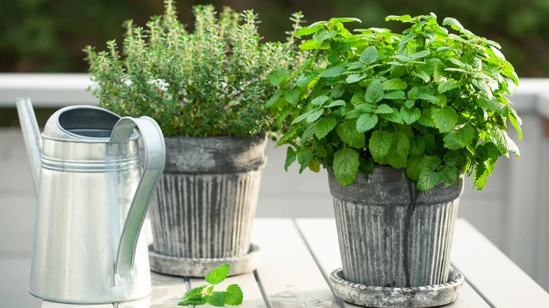 10 Mediterranean Herbs You Can Grow In Containers, According To Our Professional Gardener
