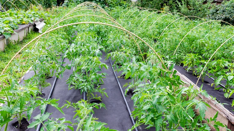 10 Natural DIY Weed Barrier Alternatives To Landscaping Fabric