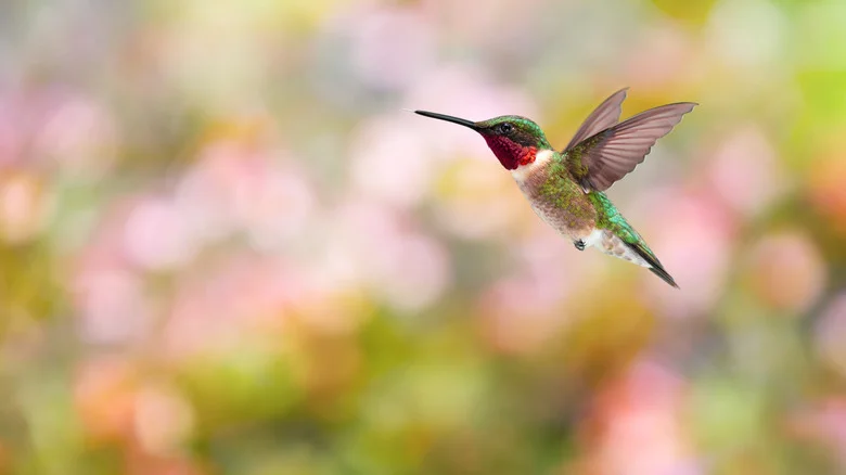 10 Plants You Can Overwinter In Water To Plant For The Hummingbirds In Spring