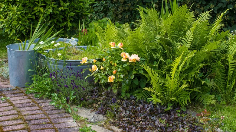 10 Popular Plants That Expert Gardeners Warn Beginners Not To Grow