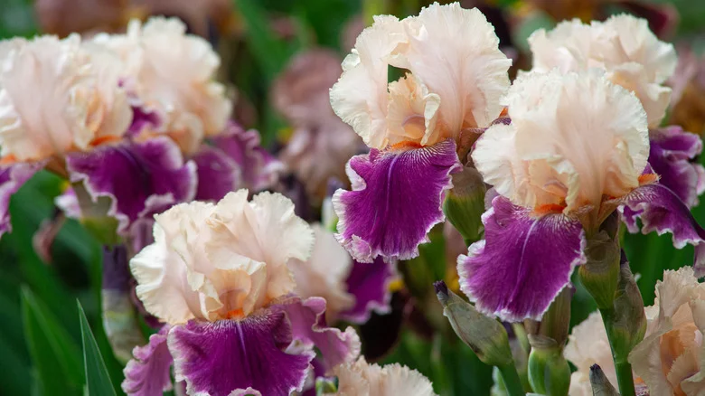 10 Stunning Companion Plants That Belong Alongside Irises In The Garden