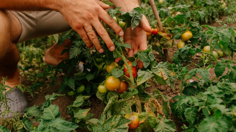 10 Surefire Ways To Bring Your Dying Tomato Plants Back To Life