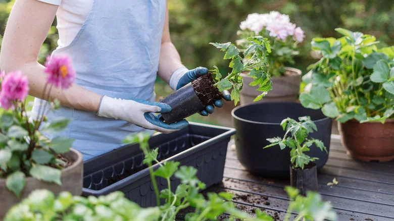 10 Tasty Veggies You Should Plant In July Before It’s Too Late