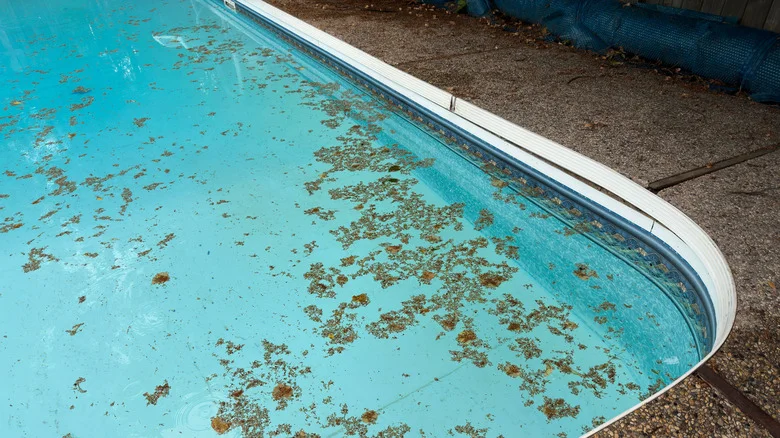10 Trees That Shouldn’t Grow Next To Your Pool