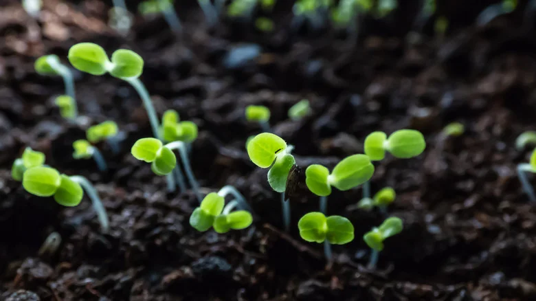 10 Tricks To Increase Seed Germination Rate For A Flourishing Garden