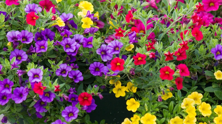 10 Varieties Of Million Bells Flowers That Will Attract Pollinators To Your Yard