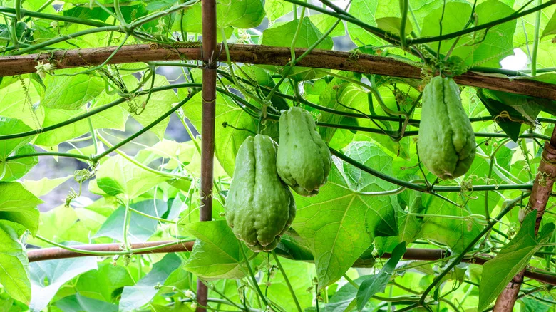 10 Vegetables You Should Grow In Your Garden With A Trellis