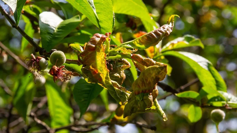 10 Ways To Spot Common Fruit Tree Diseases Before They Become A Bigger Problem