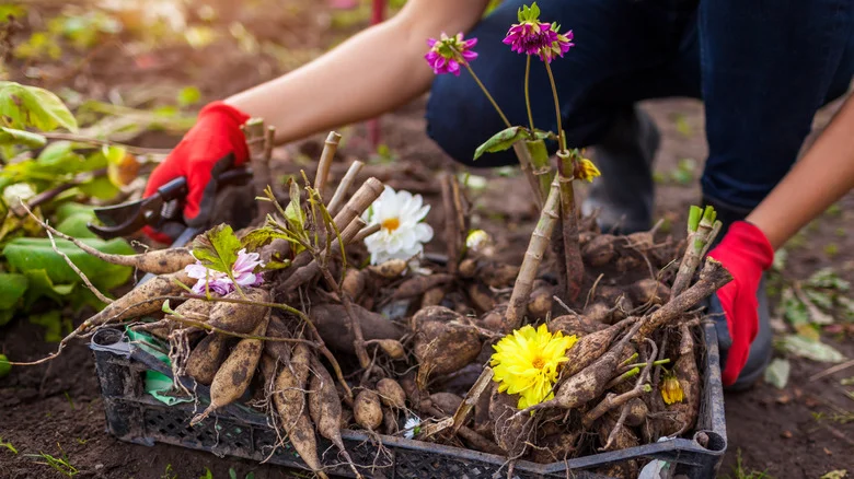 10 Winter Storage Mistakes That Are Hurting Your Bulb’s Chance Of Success In Spring