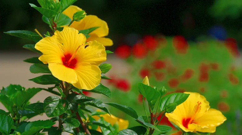 11 Colorful Varieties Of Hibiscus Flowers For A Tropical Garden That Stands Out