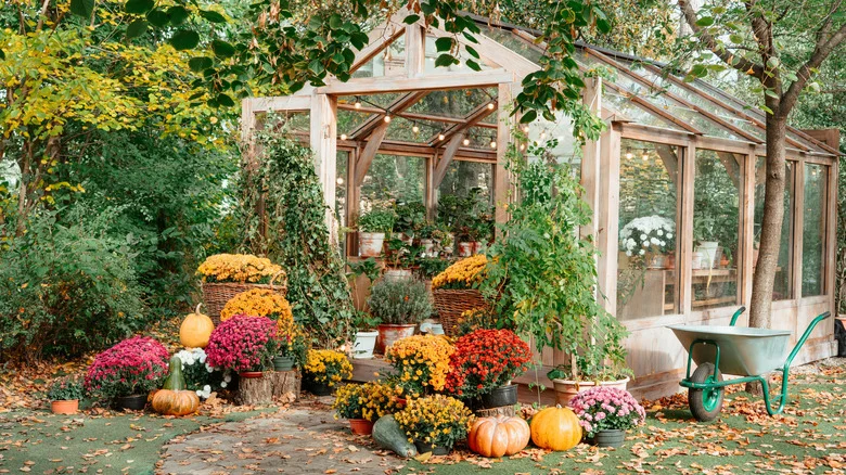 11 Companion Flowers That Can Help Your Fall Garden Thrive