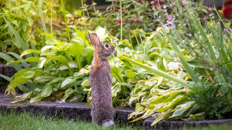 11 Fast-Growing Herbs That Can Help Control Rabbits In Your Garden