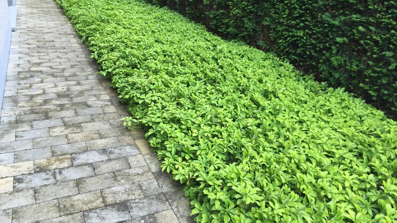11 Ground Covers You Can Plant To Help Choke Out Unwanted Weeds