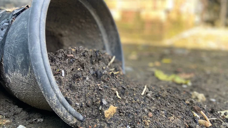 11 Hardy Plants That Can Grow In Last Season’s Old Potting Soil