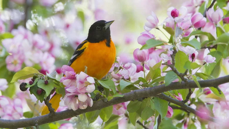 11 Mistakes To Avoid If You Want To Attract More Orioles To Your Yard