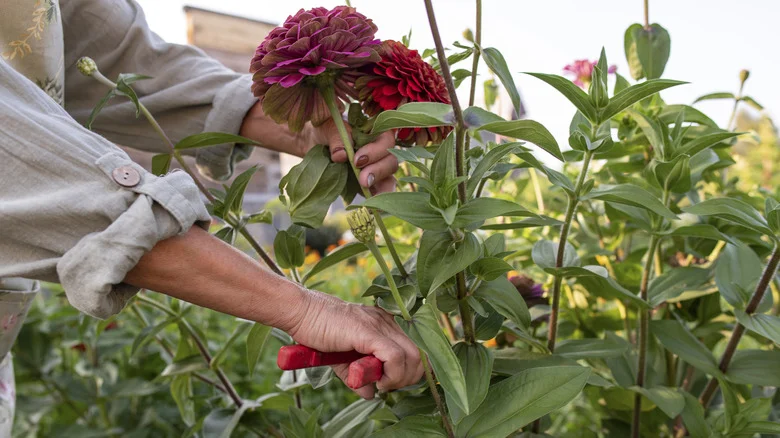 11 Mistakes To Avoid When Growing Zinnias In The Garden
