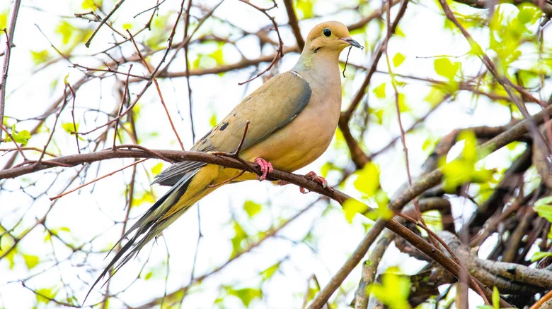 11 Plants That Are Most Likely To Bring Mourning Doves To Your Yard