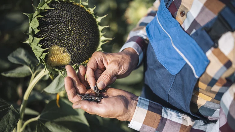 11 Seeds You Should Be Harvesting From Your Garden And Replanting