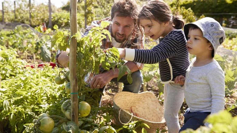 11 Tomato Growing Tips Every Beginner Needs For A Successful First Harvest