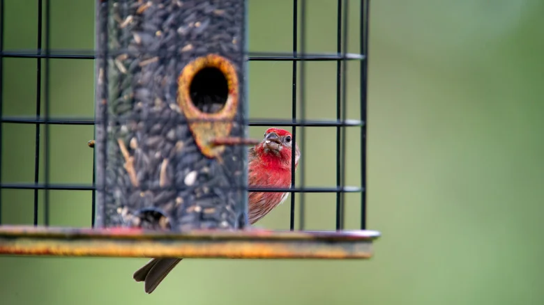 11 Top-Rated Squirrel-Proof Bird Feeders