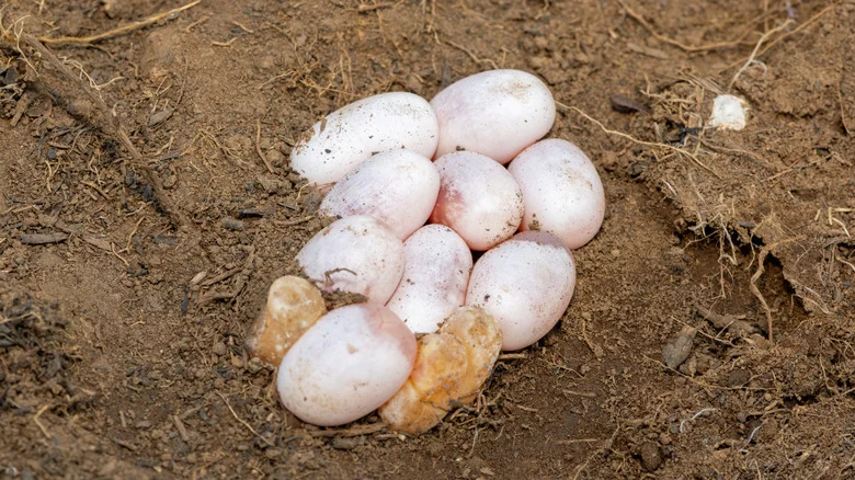 11 Types Of Snake Eggs You May Find In Your Yard And Tips For Identifying Them