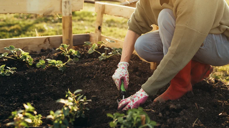 12 Affordable Dollar Tree Items That Belong In Your Gardening Arsenal