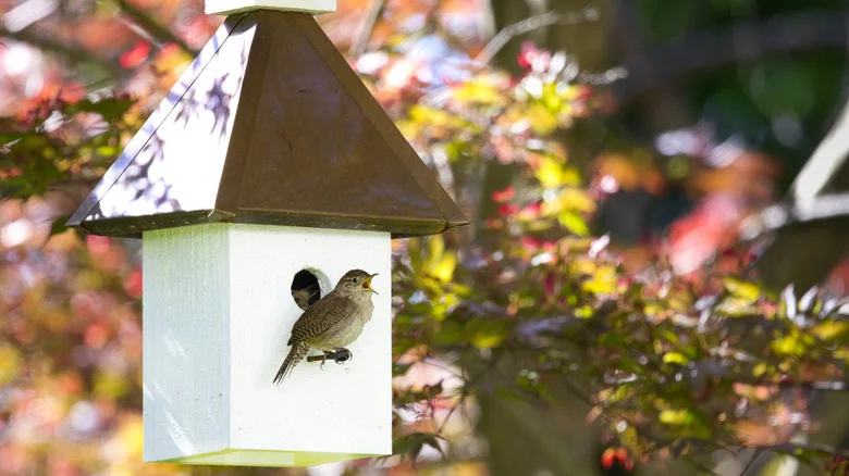 12 Backyard Birds That Love Birdhouses (& Which Ones Are Best)