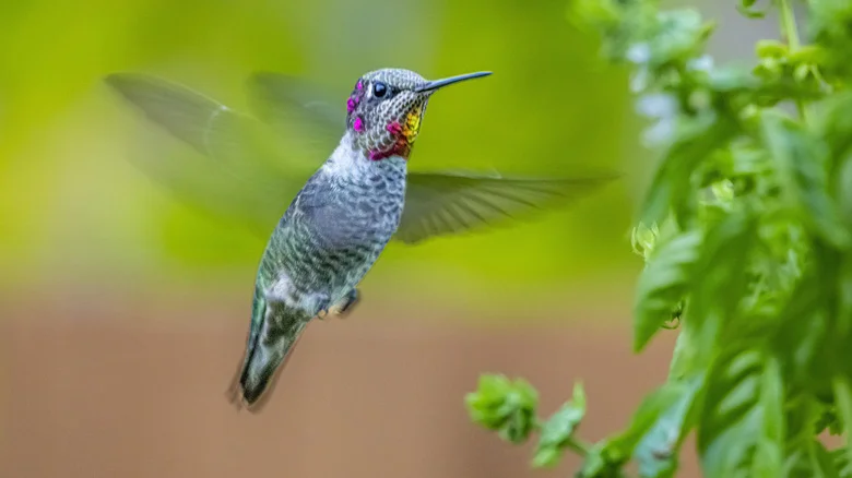 12 Bright Blue Flowers That’ll Attract Hummingbirds All Summer And Fall