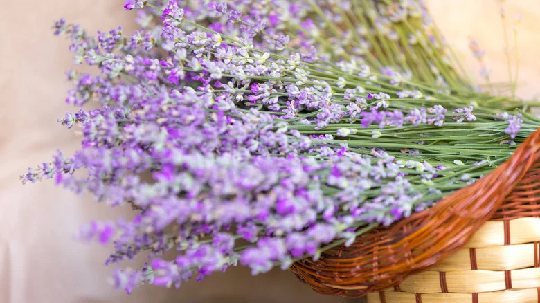 12 Brilliant Ways You Can Use Lavender From The Garden Around Your House