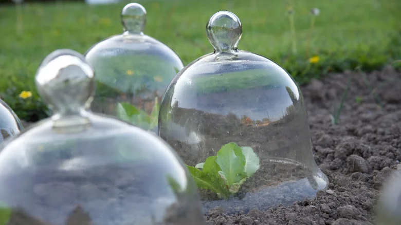 12 Budget-Friendly Alternatives To Cloches That Will Protect Your Plants From Frost