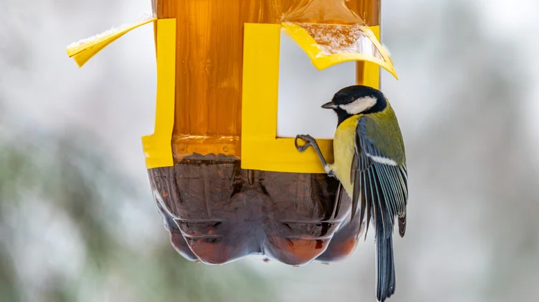 12 Budget-Friendly DIYs To Attract More Birds