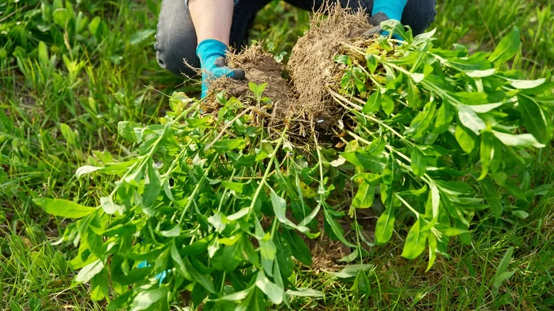 12 Cold Hardy Perennials That Prefer To Be Divided In Spring, Not Fall