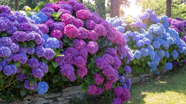 12 Common Backyard Spots To Avoid Planting Hydrangeas