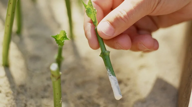 12 Common Herbs And Flowers You Should Propagate From Cuttings In August