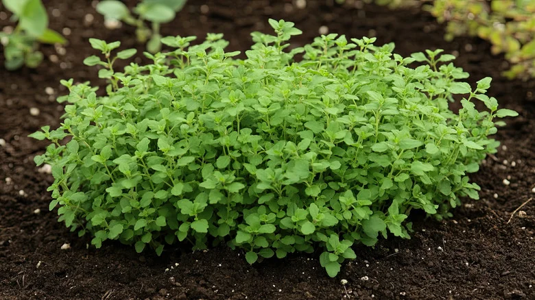 12 Companion Plants That Will Be Your Oregano’s Best Friend In The Garden