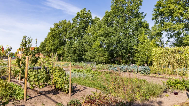 12 Drought-Tolerant Vegetables To Add To Your Garden