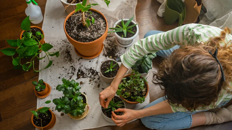 12 Easiest Houseplants To Propagate To Fill Your Home With Free Greenery Year-Round