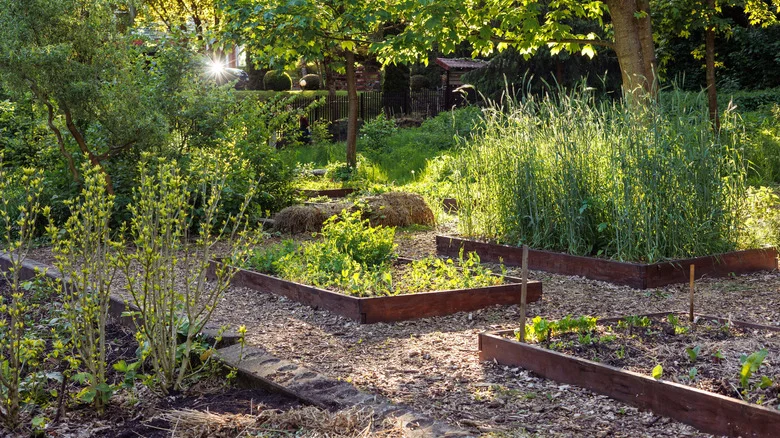 12 Easy-To-Grow Herbs That Thrive In Shade With Little To No Sun