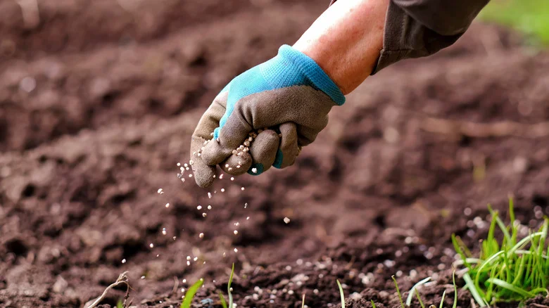 12 Easy Ways To Add Calcium To Your Soil For Strong & Thriving Plants